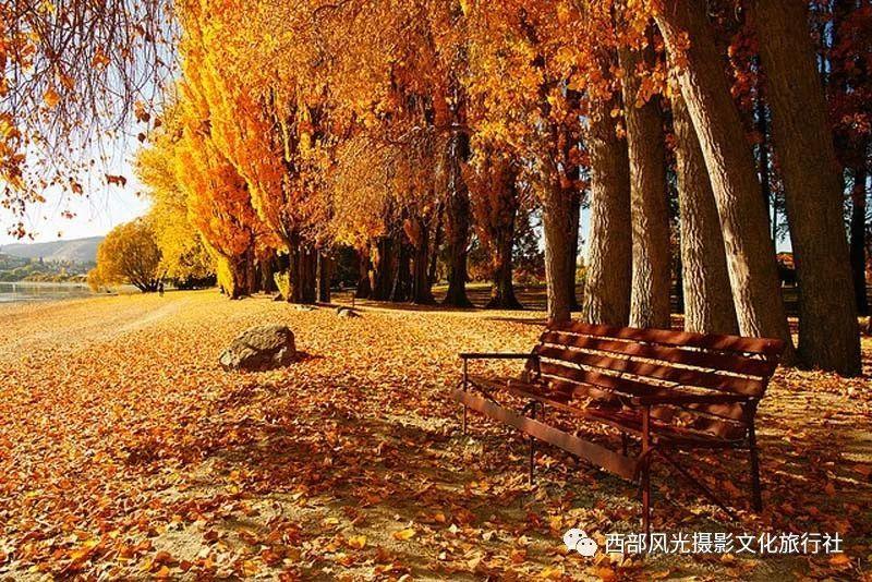 动物拼一拼